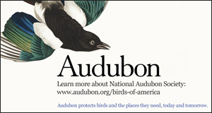 vignette_Audubon